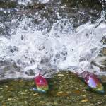 In this 2015 photo, two male sockeye salmon battle for territory in Steep Creek near the Mendenhall Glacier Visitor Center (Michael Penn / Juneau Empire File)