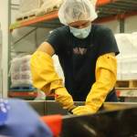 Employees use large knives to chop up bull kelp as it makes it was down the conveyor belt. (Clarise Larson // Juneau Empire)
