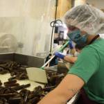 Clarise Larson / Juneau Empire
Barnacle Foods employees use large knives to chop up bull kelp as it makes it was down the conveyor belt.