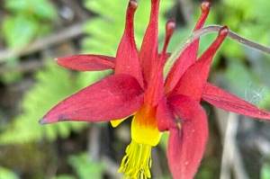 The red flowers of the native columbine are caused by anthocyanins. (Courtesy Photo / Deana Barajas)