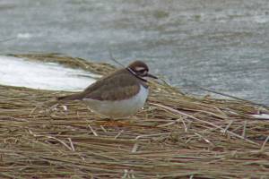 Killdeer can be seen in winter and nest here in spring. (Courtesy Photo / Bob Armstrong)