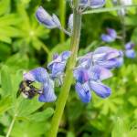 A bumblebee had pried open a lupine flower (Courtesy Photo / Kerry Howard)