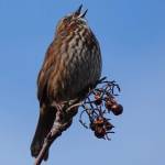 A male song sparrow near the wetlands sings on the Equinox (Courtesy Photo / Helen Unruh)