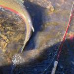 Not all steelhead are photogenic. (Jeff Lund / For the Juneau Empire)