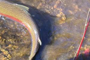 Not all steelhead are photogenic. (Jeff Lund / For the Juneau Empire)