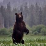 A brown bear stands up on Admiralty Island, whose Lingít name is Kootznoowoo, or Fortress of the Brown Bear. Some of us did see a bear emerge from the woods across the harbor at the end of the trip, but we didnt get a photo. (Courtesy Photo / Bjorn Dihle)