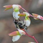 Blueberry flowers provide early-season food for bumblebees. (Courtesy Photo / Bob Armstrong)