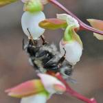 Blueberry flowers provide early-season food for bumblebees. (Courtesy Photo / Bob Armstrong)