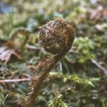 A fern prepares to unfurl in early May. Prince of Wales Island. (Courtesy Photo / Marti Crutcher)