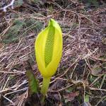 A skunk cabbage inflorescence shows the pointed stigmas of the female phase and the beginning of pollen presentation for the male phase. (Mary F. Willson / For the Juneau Empire)