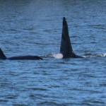 A family of orcas swam along the shore (Courtesy Photo / DJ Kyser)