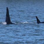 A family of orcas swam along the shore (Courtesy Photo / DJ Kyser)