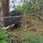 A newly hatched bald eagle chick is attended to by an adult. (Courtesy Photo / Bob Armstrong)
