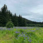 A meadow along on the Point Bridget Trail on June 24. (Photo by Deana Barajas)