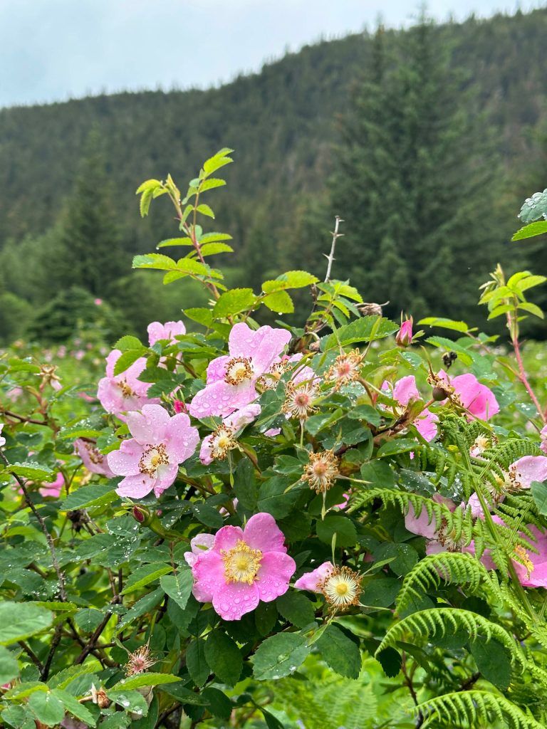 Wildflowers on the Point Bridget Trail on June 24. (Photo by Deana Barajas)