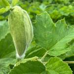 The inflorescences of cow parsnip are sheathed protectively, often with an attendant leaf that may emerge before the inflorescence, as shown here. (Photo by Mary F. Willson)
