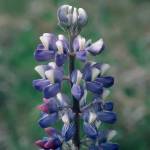 The upper petals of lupine flowers are whitish before they have been visited by bees, as a signal that pollen is still available; they turn dark after visitation. (Photo by Bob Armstrong)