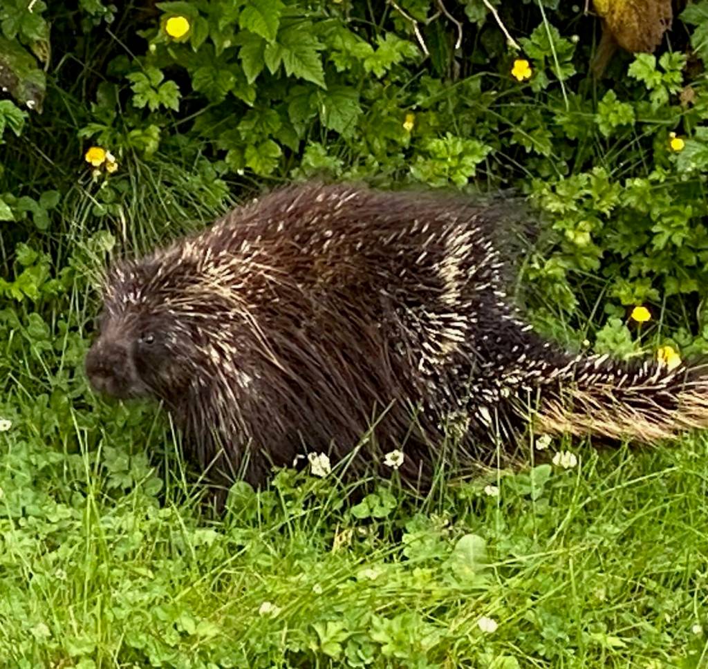 A porcupine glances as a jogger passes along Glacier Highway on June 26. (Photo by Denise Carroll)