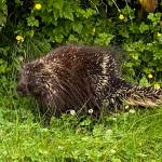 A porcupine glances as a jogger passes along Glacier Highway on June 26. (Photo by Denise Carroll)