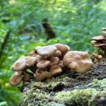 A stump covered in mushrooms along the Boy Scout Beach Trail on July 8. (Photo by Deana Barajas)