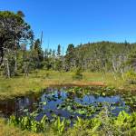 A lily pond along the Horse Tram Trail on July 8. (Photo by Deana Barajas)