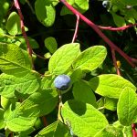A blue huckleberry along the Horse Tram Trail on July 8. Most people call blueberries and blue huckleberries the same thing: blueberries. However, red huckleberries have green stems and blue huckleberries have red stems. (Photo by Deana Barajas)