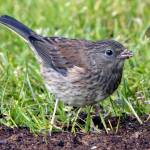 Dark-eyed Junco juvenile in a garden with new grass seedlings on July 6. (Courtesy photo / Kenneth Gill, gillfoto)