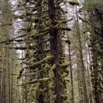 Heavy moss coats evergreen trees along the Herbert River Trail on July 1. (Photo by Denise Cartoll)