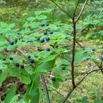 Berries along the Tolch Rock Trail on July 15. (Photo by Deana Barajas)