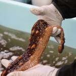 A manager at Alaska Glacier Seafood shows a filleted sea cucumber ready for further processing. (Meredith Jordan/ Juneau Empire).