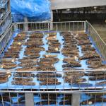 Cleaned sea cucumbers at the Alaska Glacier Seafoods plant on Thursday. The end use determines how the Echinoderms will be processed. (Meredith Jordan/ Juneau Empire)