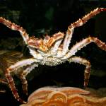 A red king crab is seen in the water at Kodiak in 2005. Surveys this year indicated that stocks in the Bering Sea are strong enough to allow a small Bristol Bay red king crab fishery after two years of closures. (Photo by David Csepp/National Oceanic and Atmospheric Administration)