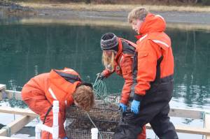 Meta Mesdag, owner of Salty Lady Seafood Co., works alongside sons Emmett, 16, and Kai, 13. A harmful algae bloom shut down the farm for half of the 20-week season, which means working into the winter. (Meredith Jordan/ Juneau Empire)