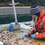 Meta Mesdag, who founded Salty Lady Seafood Co. in 2018, sorts oysters during a Sunday in October. They specialize in petite oysters because the market trend is toward smaller, dense oysters with a sweet flavor and a clean finish. (Meredith Jordan/ Juneau Empire)