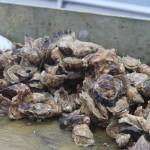 There are more than a million oysters in varying stages of development at the Salty Lady Seafood Co. farm. Meta Mesdag, who owns the company, said having a small farm allows for special care and attention to the shellfish, and ultimately, a tastier oyster. (Meredith Jordan/ Juneau Empire)