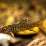 A juvenile coho salmon rests in an eddy in Shorty Creek on Kuiu Island. (Photo by Lee House)