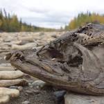 A chum salmon decays after spawning on the upper Chena River near Fairbanks. (Photo by Ned Rozell)