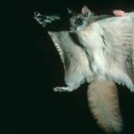A flying squirrel launches a glide, with patagium spread wide. (Photo by Richard A. Wood)