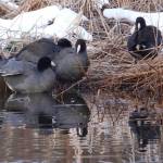 American coots gathered at Kingfisher Pond this winter. (Photo by Helen Unruh)