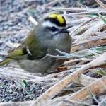 Tiny golden-crowned kinglets are here all year, somehow overwintering successfully. (Photo by Helen Unruh)