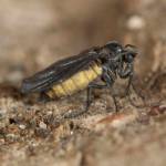 An adult female snakeworm gnat that scientists recently described as a new species found, as yet, only in Alaska. (Photo by Derek Sikes)