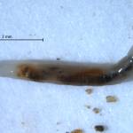 The larval stage of a snakeworm gnat that can form road-crossing columns consisting of thousands of individuals. (Photo by Derek Sikes)