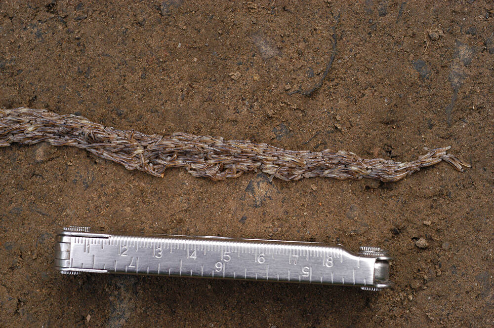 A column of many snakeworm gnat larvae crossing a road in Fairbanks in 2007. (Photo by Derek Sikes)