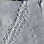 Shrews leave long trails in the snowy upper beach. (Photo by Mary F. Willson)