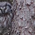 A boreal owl perches in a spruce tree not far from a nest box from which he has been singing each night in March 2024. (Photo by Ned Rozell)