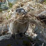 A beach marmot carries nest material to its den. (Photo by Jos Bakker)