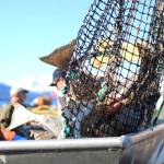A crane lowers a bag of halibut from the Oracle to the Homer dock last month. (Nathaniel Herz/Northern Journal)
