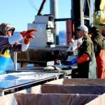A fish processing worker tosses a halibut unloaded from the Oracle into a box for shipment. (Nathaniel Herz/Northern Journal)