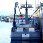 Buck Laukitis boat, the Oracle, sits in Homer in May before unloading its catch of halibut. (Nathaniel Herz/Northern Journal)