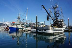 Commercial fishing boats are lined up at the dock at Sewards harbor on June 22, 2024. A legislative task force has come up with preliminary recommendations to help the ailing Alaska seafood industry. (Yereth Rosen/Alaska Beacon)